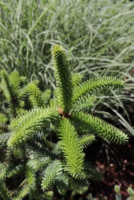 Abies pinsapo 'Horstmann' - jedle španělská - nové přírůstky